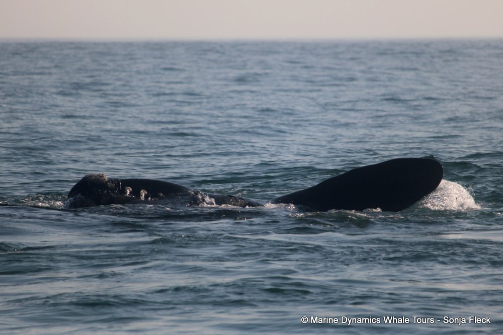 Southern Right whale, whale watching, gansbaai, south africa