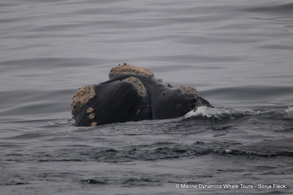 Southern right whale, whale watching, gansbaai, south africa,