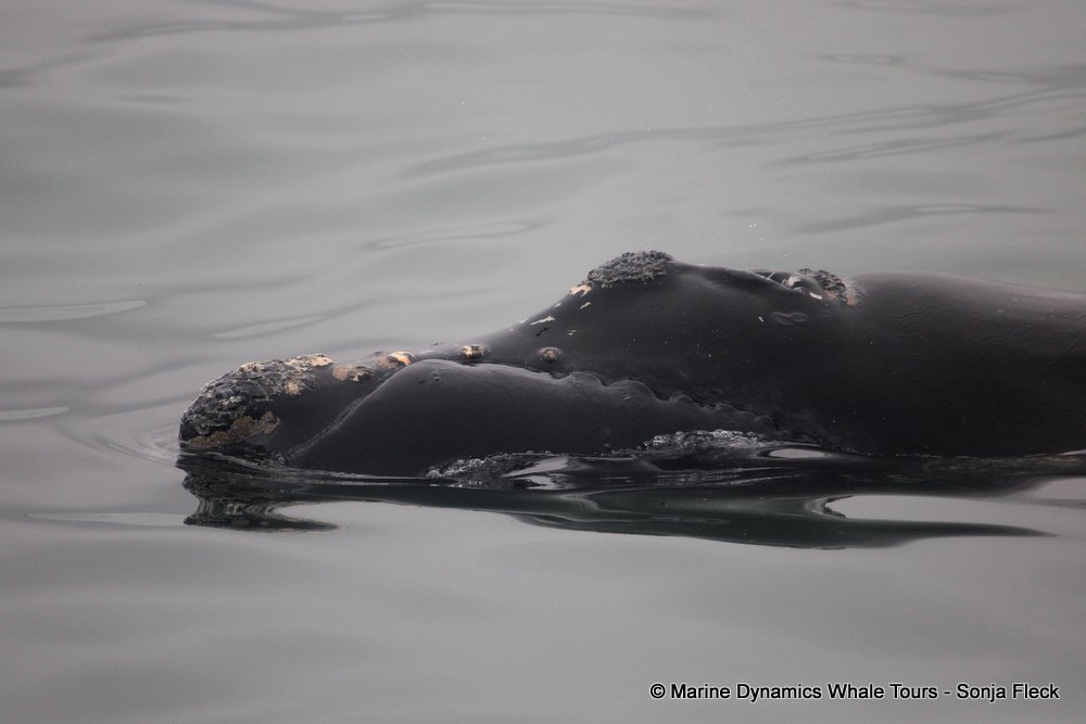 Southern right whale, whale watching, gansbaai, south africa,