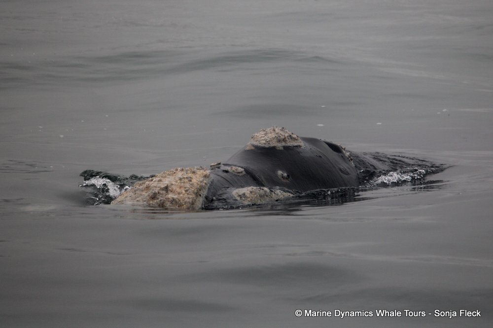 Southern right whale, whale watching, gansbaai, south africa,