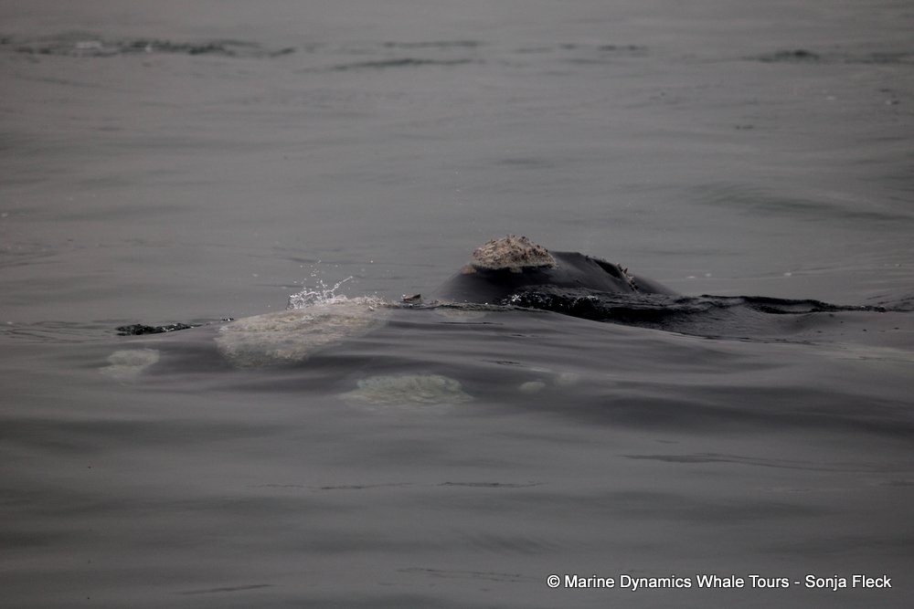 Southern right whale, whale watching, gansbaai, south africa,