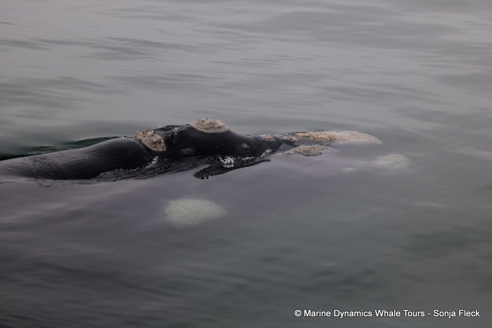 Southern right whale, whale watching, gansbaai, south africa,