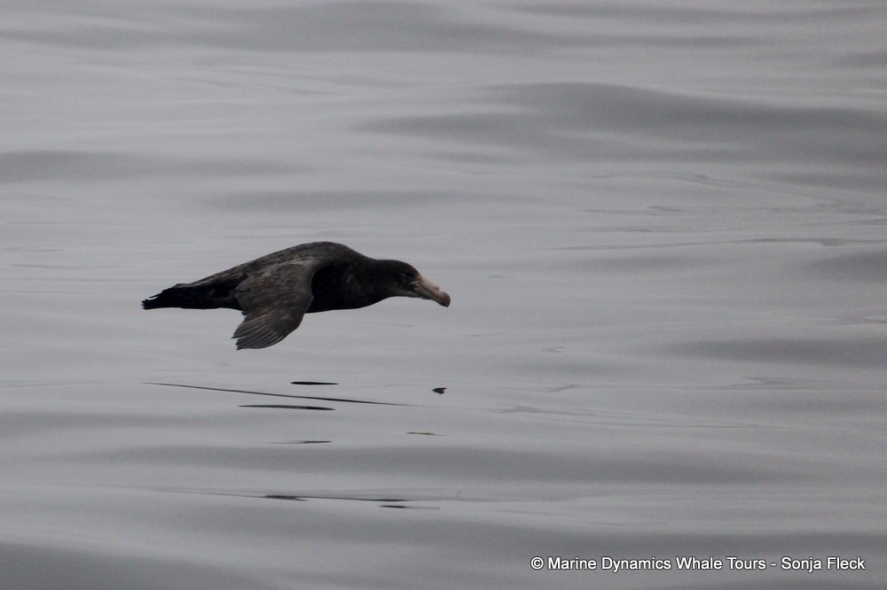 Giant Petrel, whale watching, gansbaai, south africa,