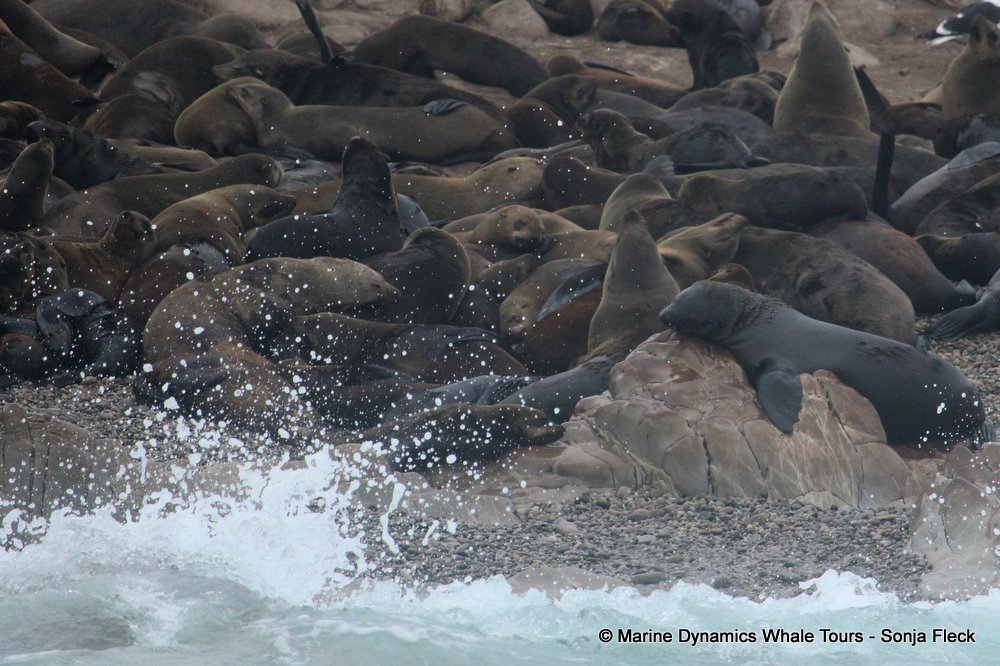 cape fur seal, whale watching, gansbaai, south africa