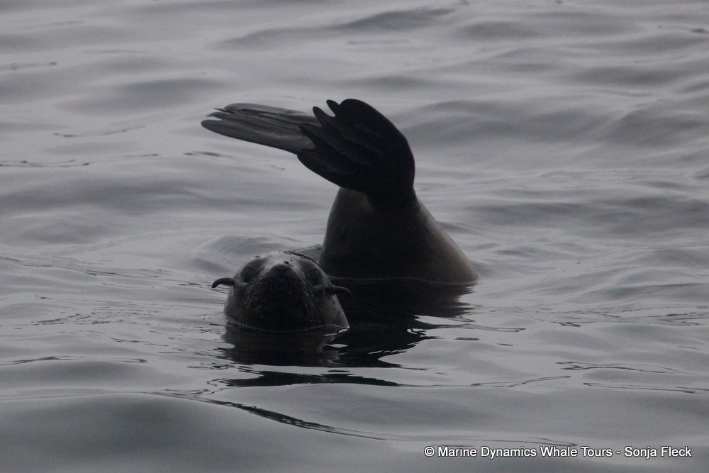 cape fur seal, whale watching, gansbaai, south africa