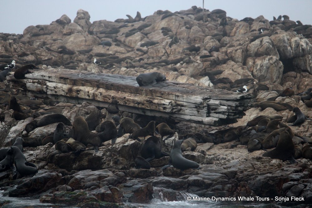 cape fur seal, whale watching, gansbaai, south africa