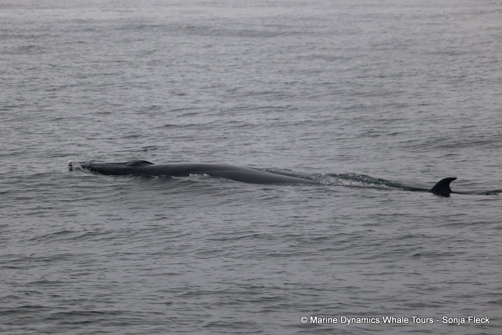 bryde's whale, whale watching, gansbaai, south africa,