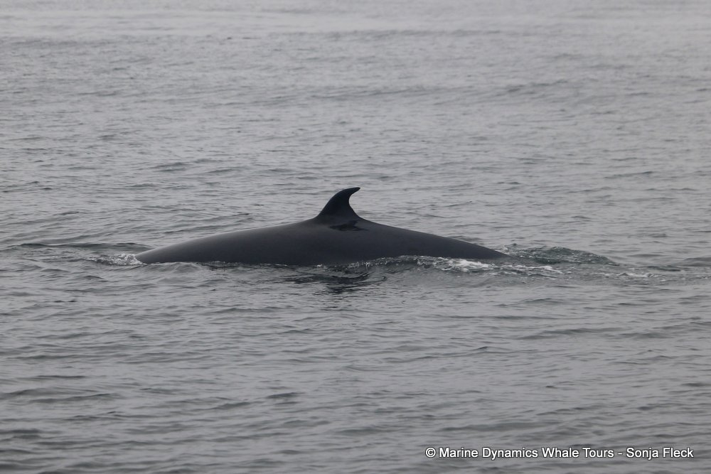 bryde's whale, whale watching, gansbaai, south africa,