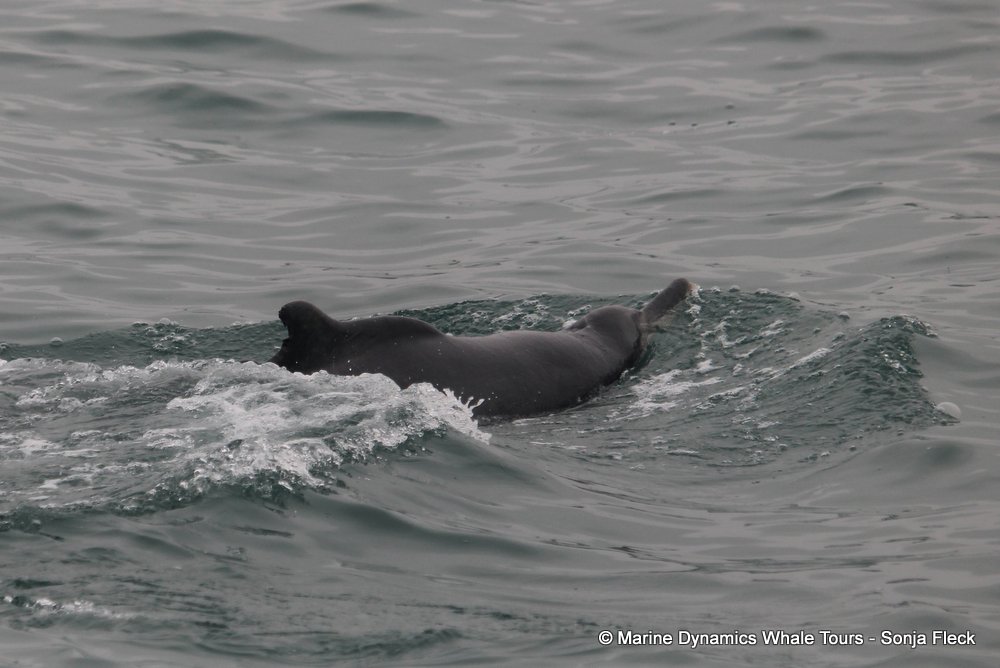 humpback dolphin, whale watching, gansbaai, south africa