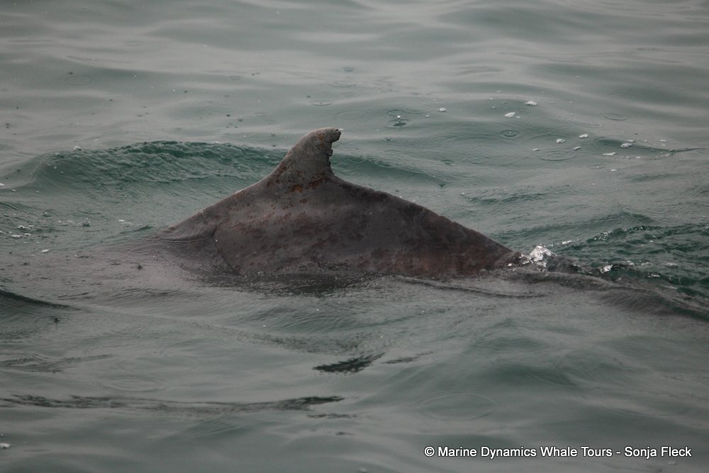 humpback dolphin, whale watching, gansbaai, south africa