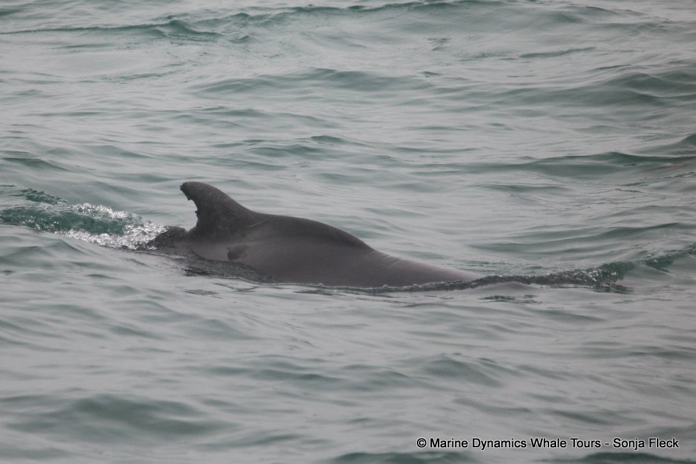 humpback dolphin, whale watching, gansbaai, south africa