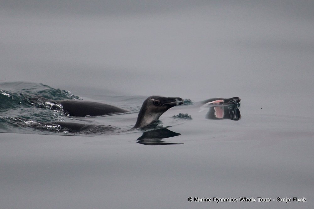 african penguin, whale watching, gansbaai, south africa