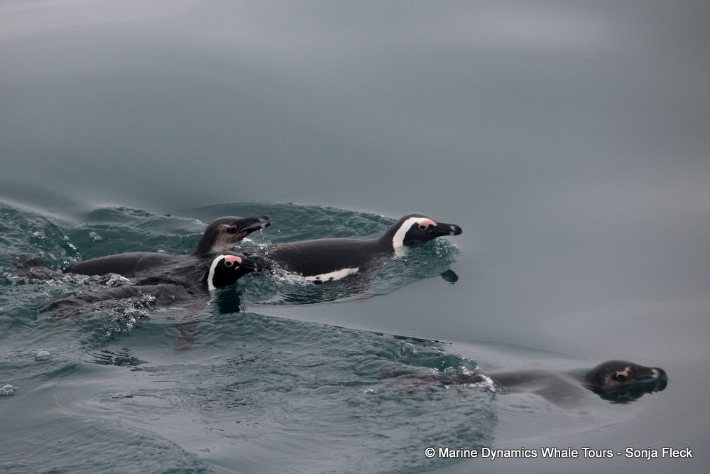 african penguin, whale watching, gansbaai, south africa