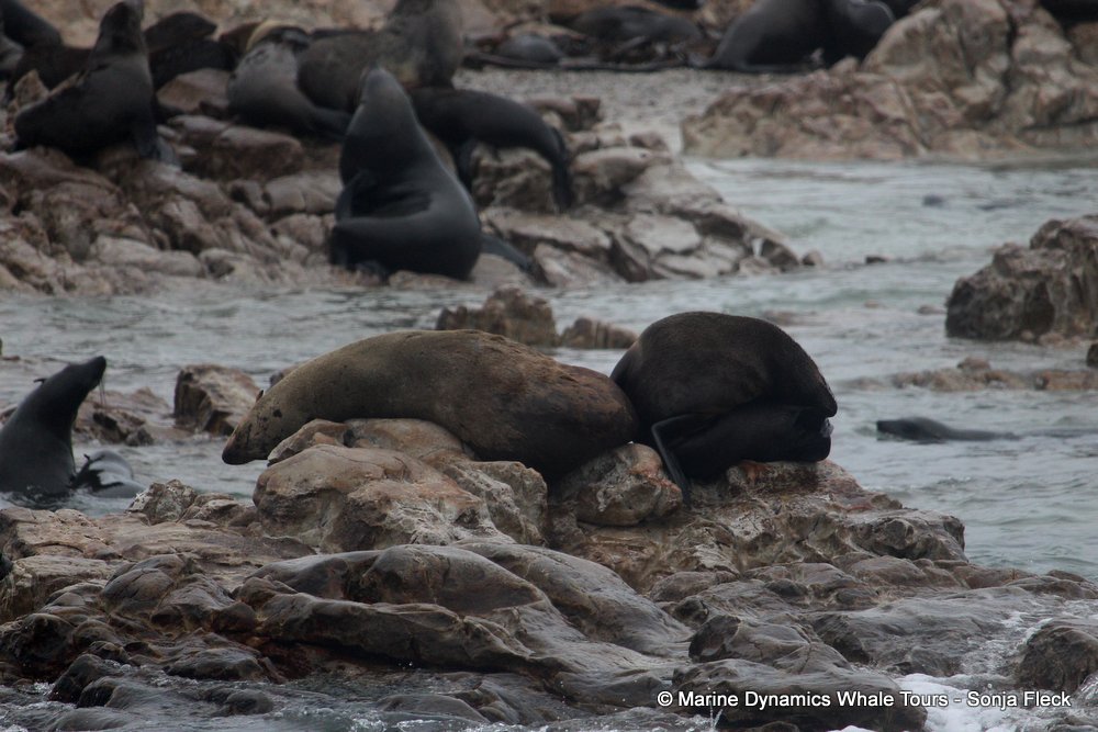cape fur seal, whale watching, gansbaai, south africa