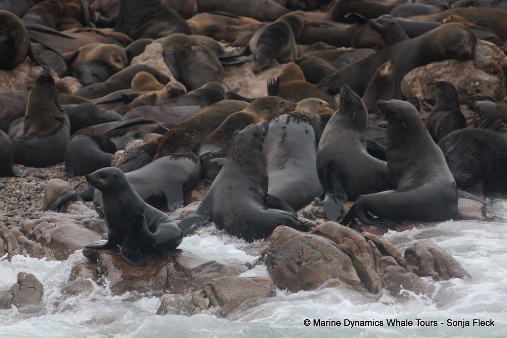 cape fur seal, whale watching, gansbaai, south africa