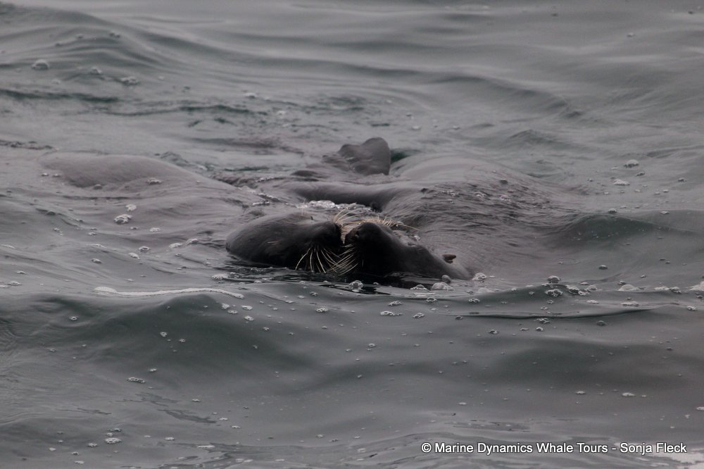 cape fur seal, whale watching, gansbaai, south africa