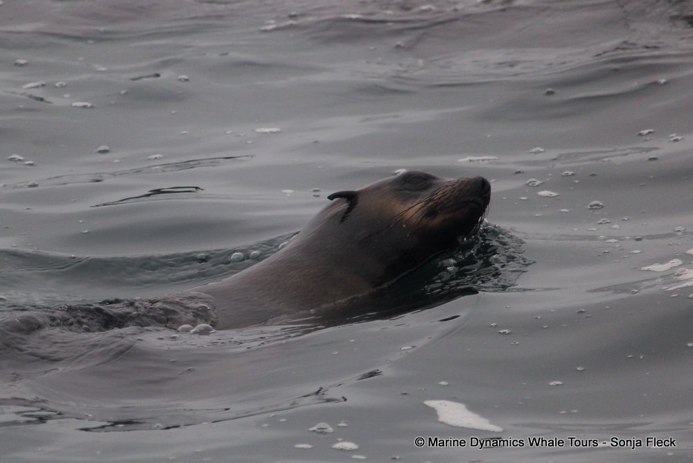 cape fur seal, whale watching, gansbaai, south africa
