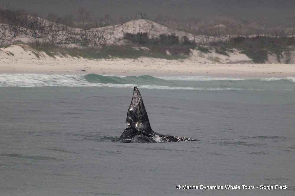 Southern right whale, whale watching, gansbaai, south africa,