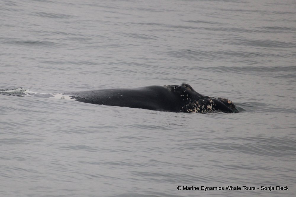 Southern right whale, whale watching, gansbaai, south africa,