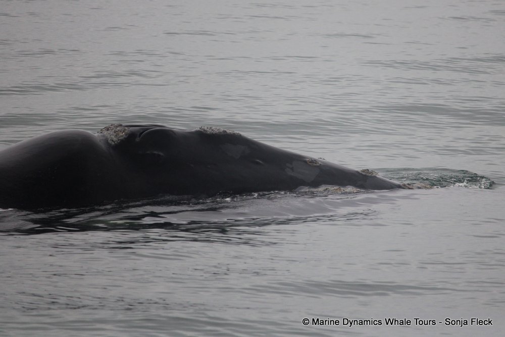 Southern right whale, whale watching, gansbaai, south africa,