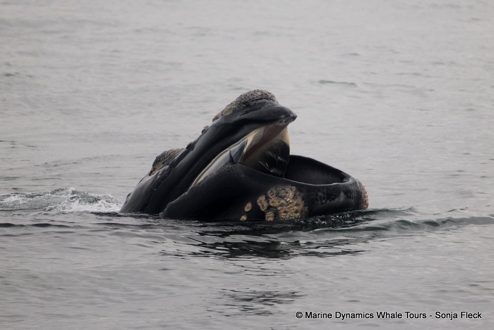 Southern right whale, whale watching, gansbaai, south africa,
