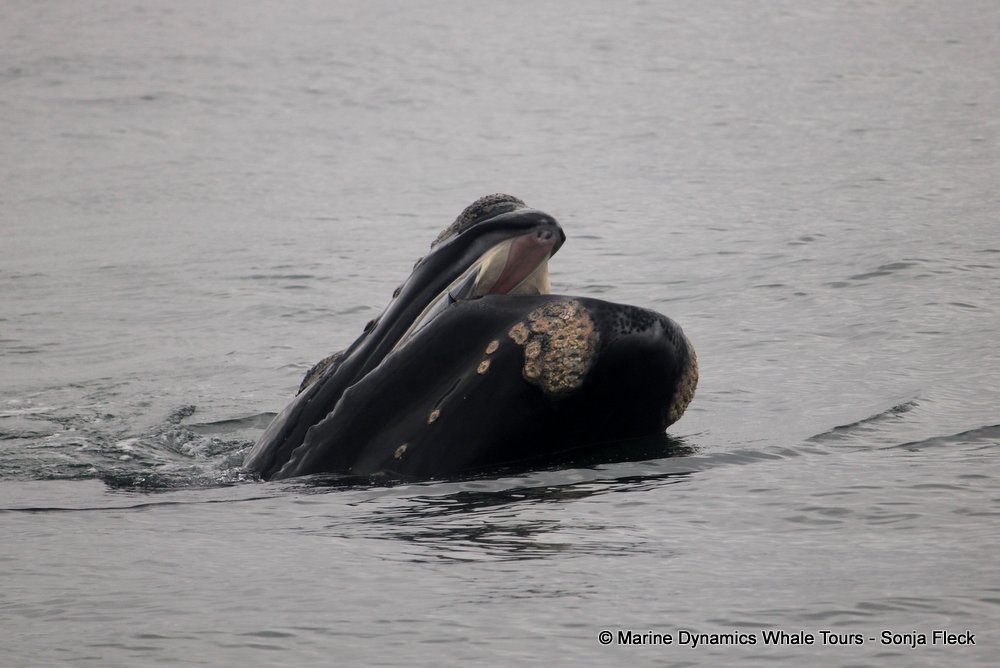 Southern right whale, whale watching, gansbaai, south africa,