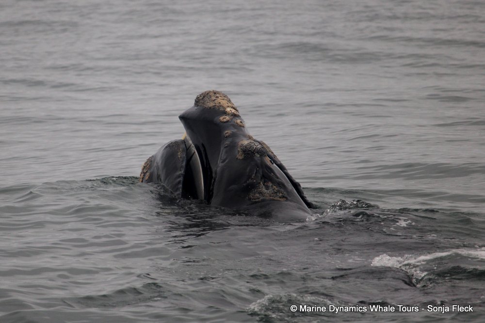 Southern right whale, whale watching, gansbaai, south africa,