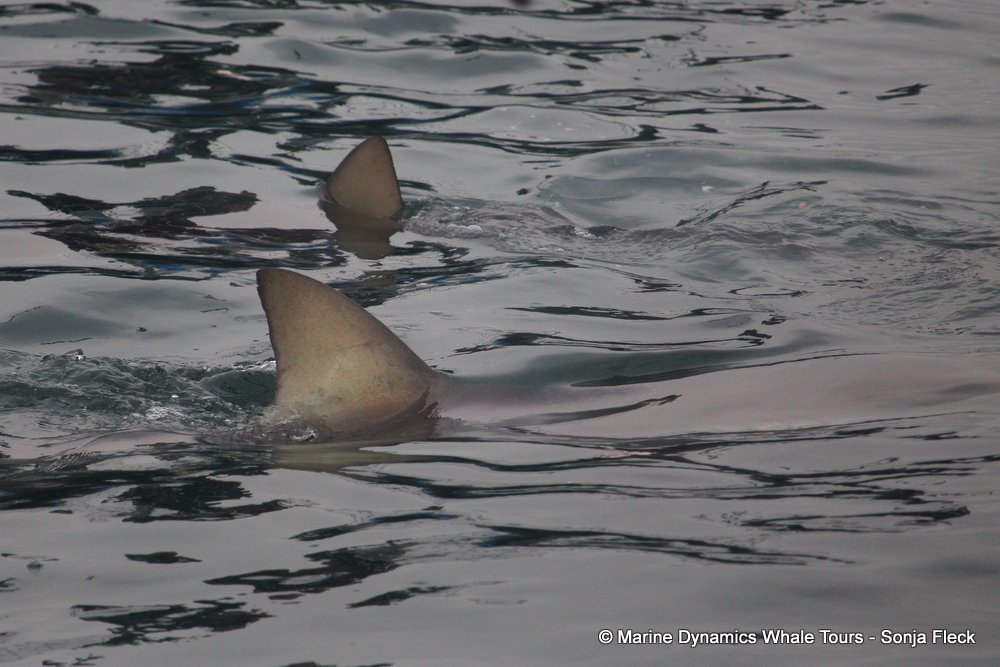 bronze whaler shark, whale watching, gansbaai, south africa,