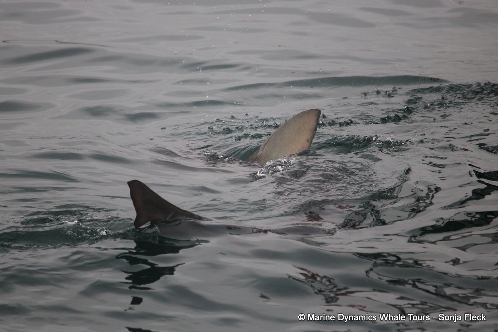 bronze whaler shark, whale watching, gansbaai, south africa,