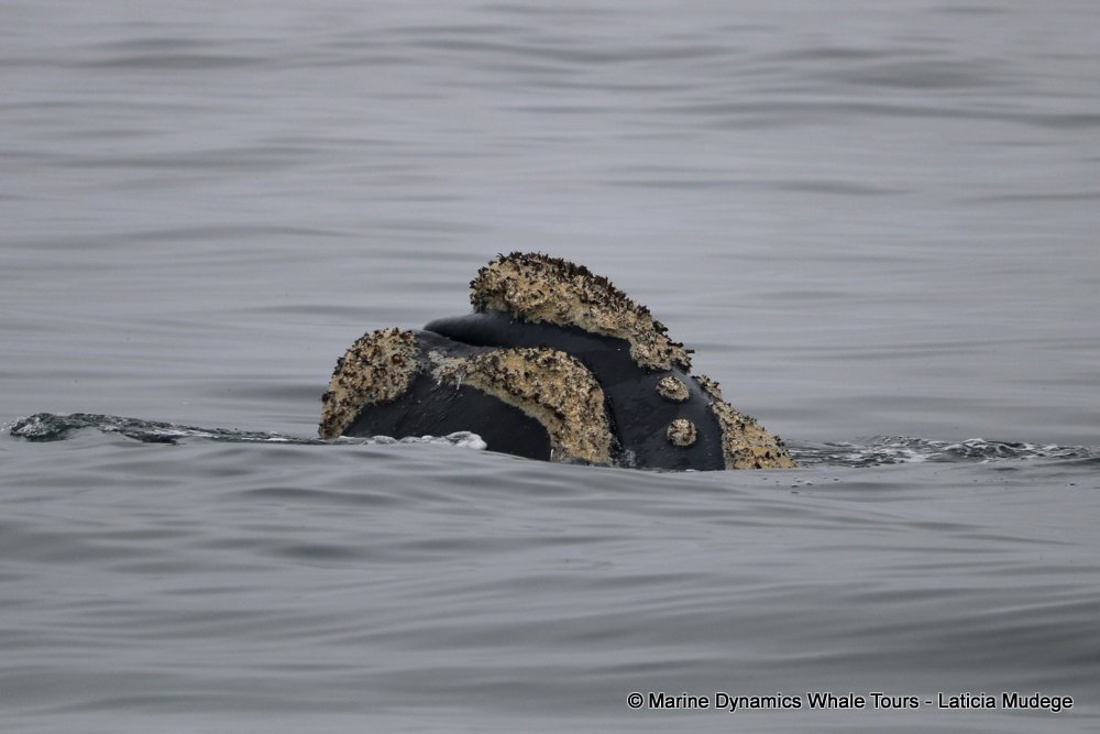 Southern right whale, whale watching, gansbaai, south africa,
