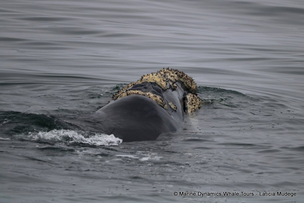 Southern right whale, whale watching, gansbaai, south africa,