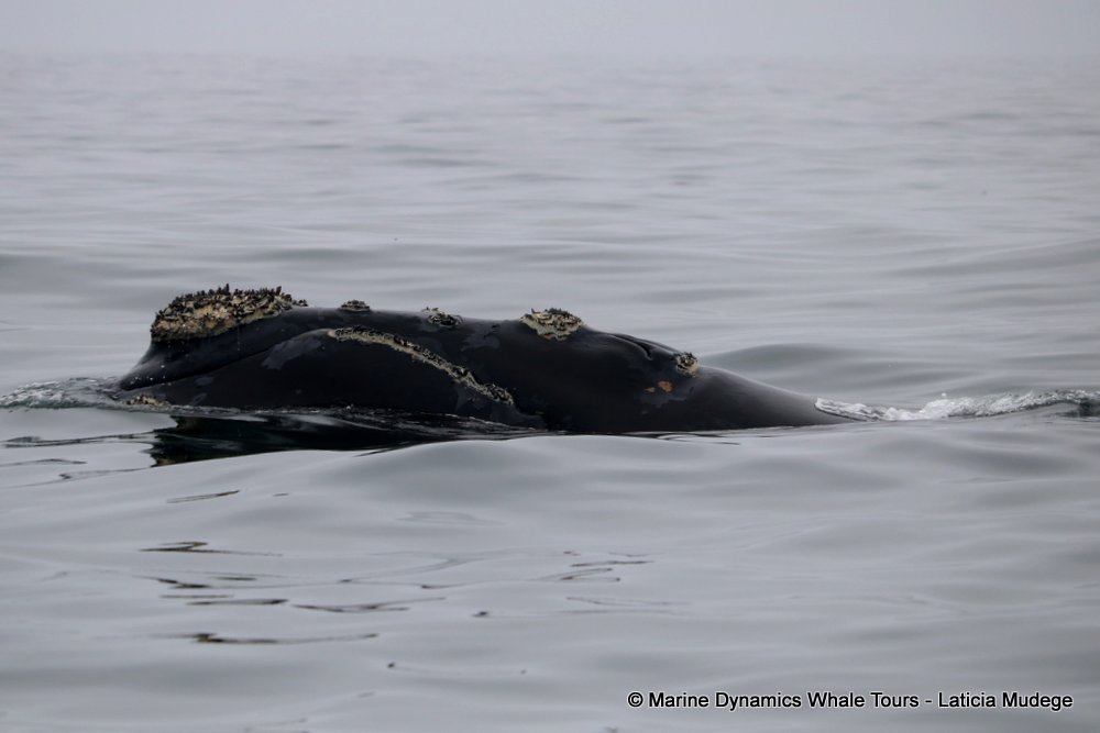 Southern right whale, whale watching, gansbaai, south africa,