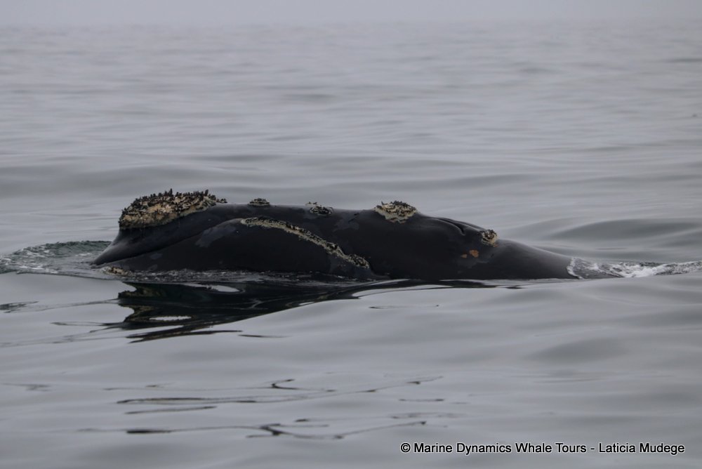Southern right whale, whale watching, gansbaai, south africa,