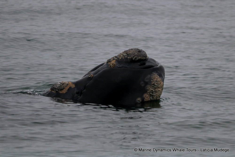 Southern right whale, whale watching, gansbaai, south africa,