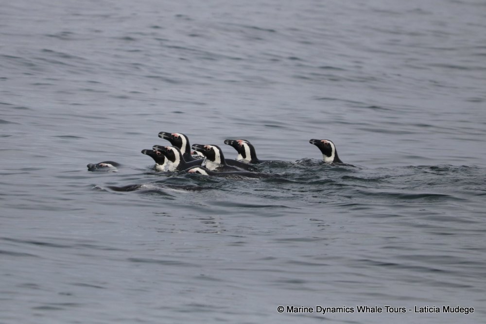 african penguin, whale watching, gansbaai, south africa