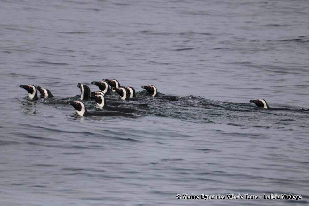 african penguin, whale watching, gansbaai, south africa