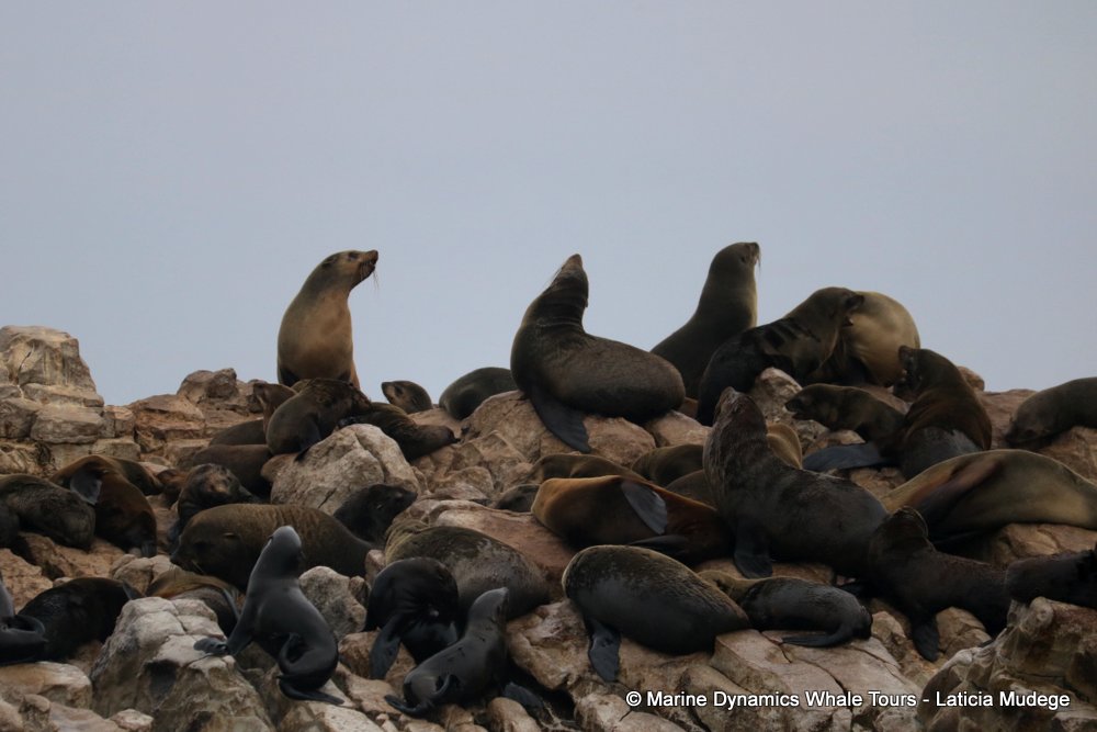 cape fur seal, whale watching, gansbaai, south africa