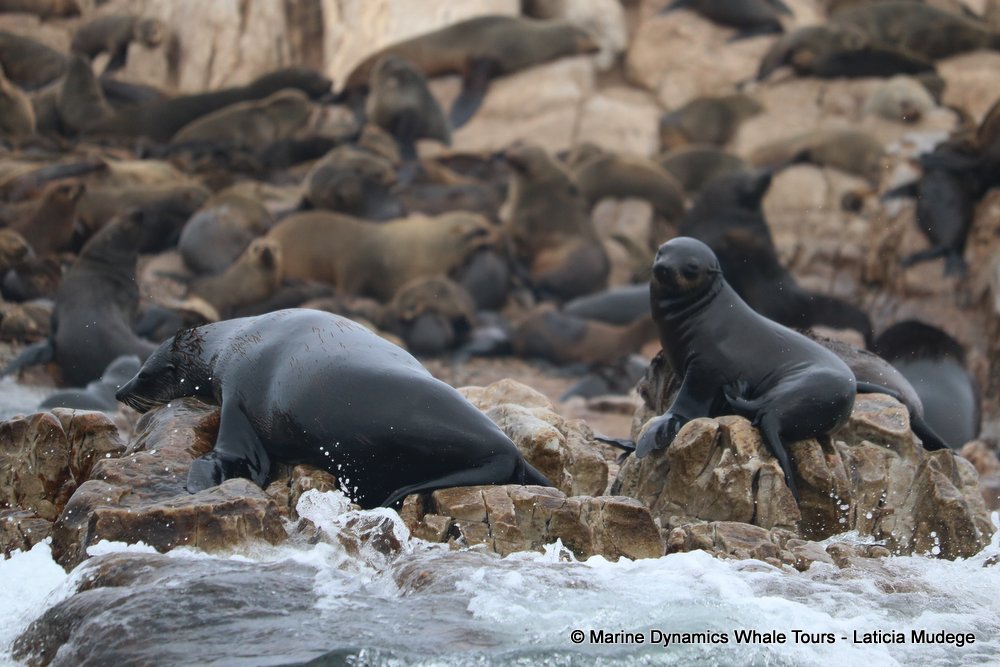 cape fur seal, whale watching, gansbaai, south africa