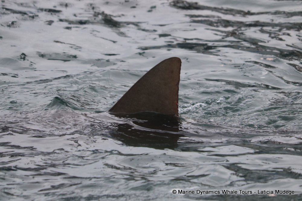bronze whaler shark, whale watching, gansbaai, south africa,