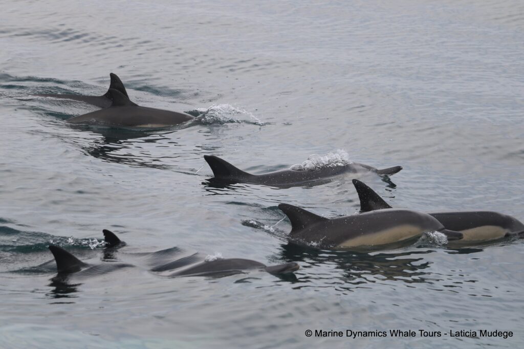 common dolphin, whale watching, gansbaai, south africa