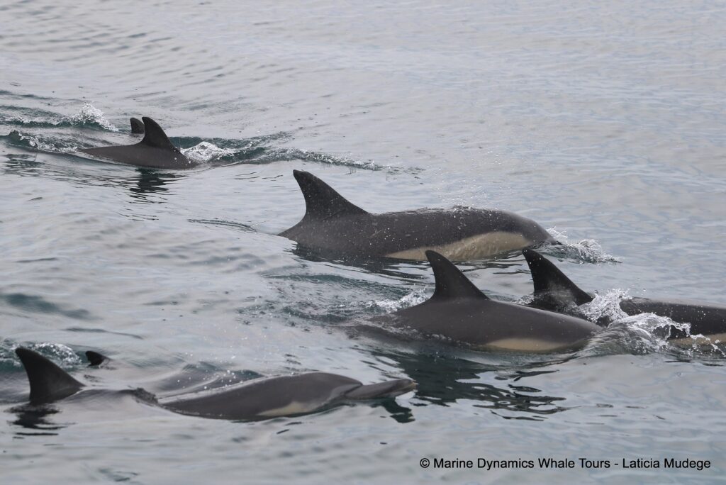 common dolphin, whale watching, gansbaai, south africa