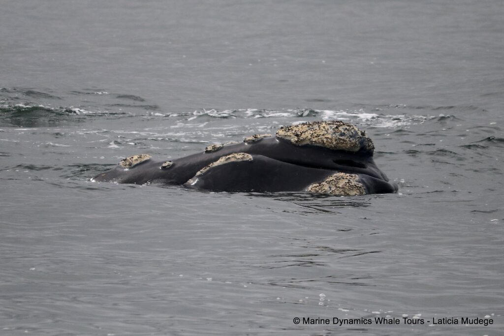Southern right whale, whale watching, gansbaai, south africa,