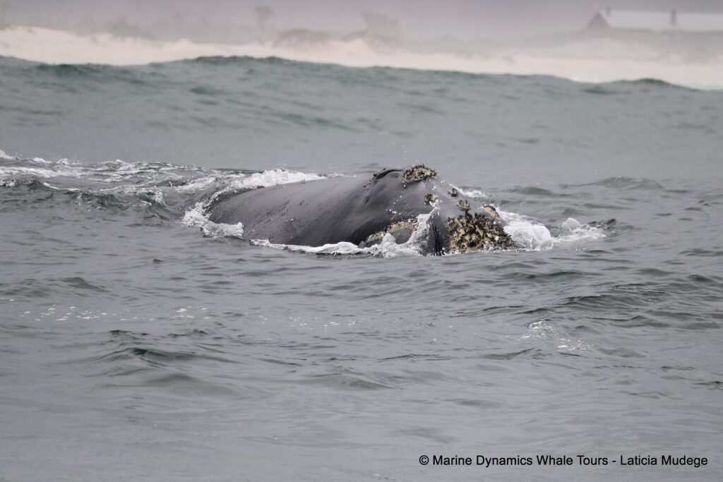 Southern right whale, whale watching, gansbaai, south africa,