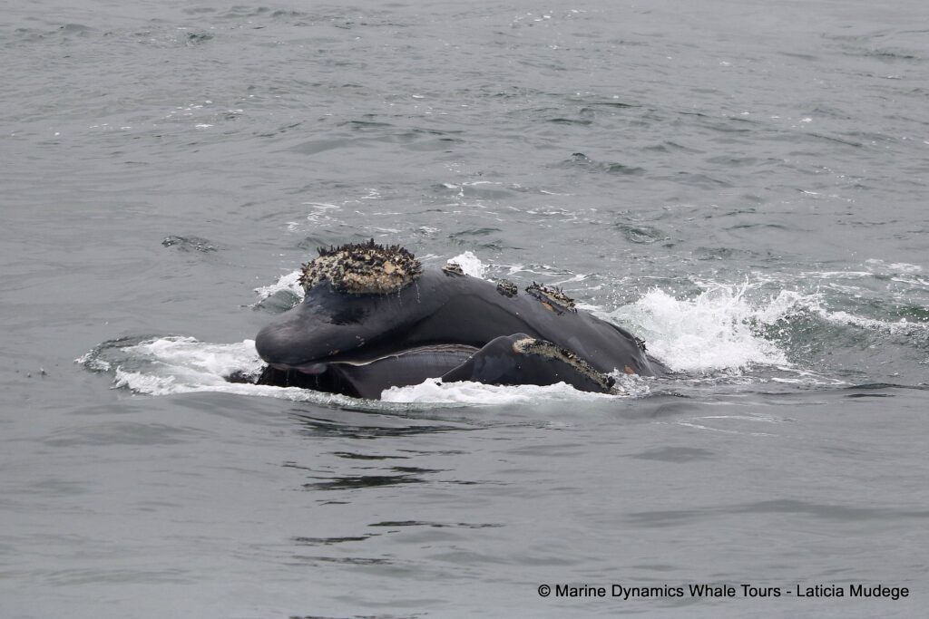 Southern right whale, whale watching, gansbaai, south africa,