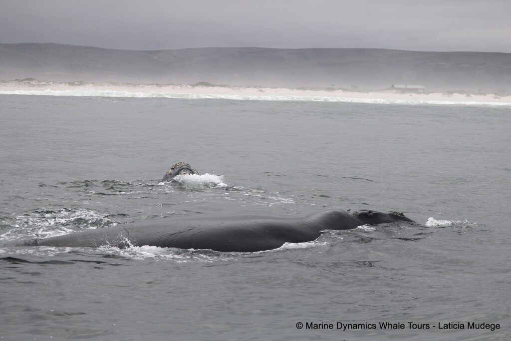 Southern right whale, whale watching, gansbaai, south africa,