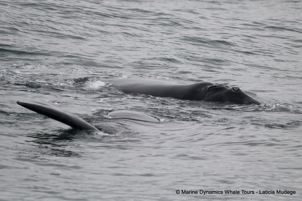 Southern right whale, whale watching, gansbaai, south africa,