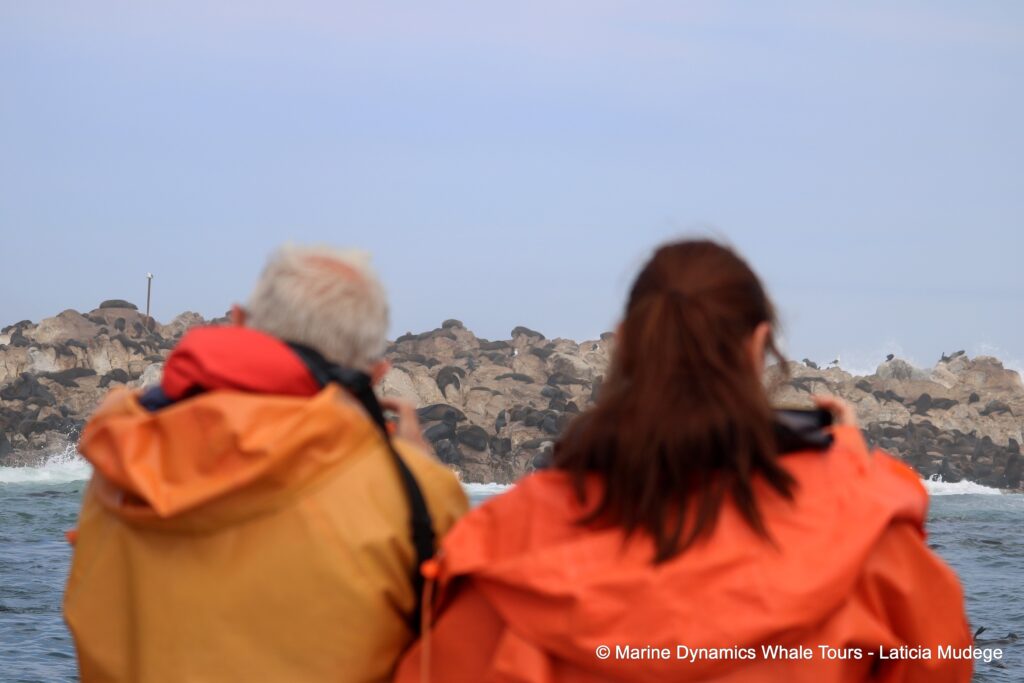 people, whale watching, gansbaai, south africa