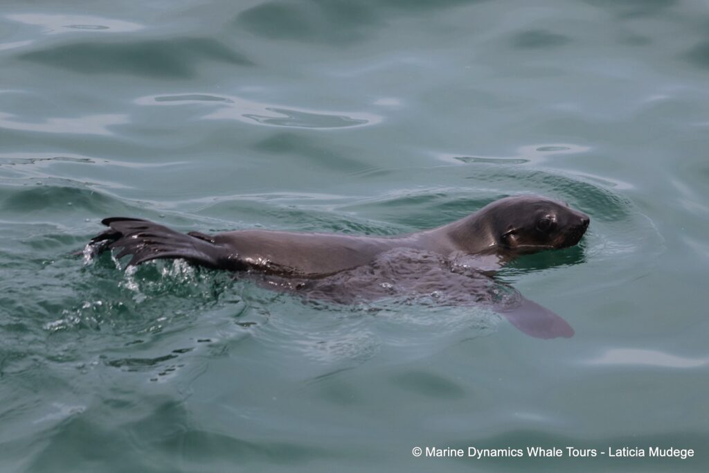 cape fur seal, whale watching, gansbaai, south africa