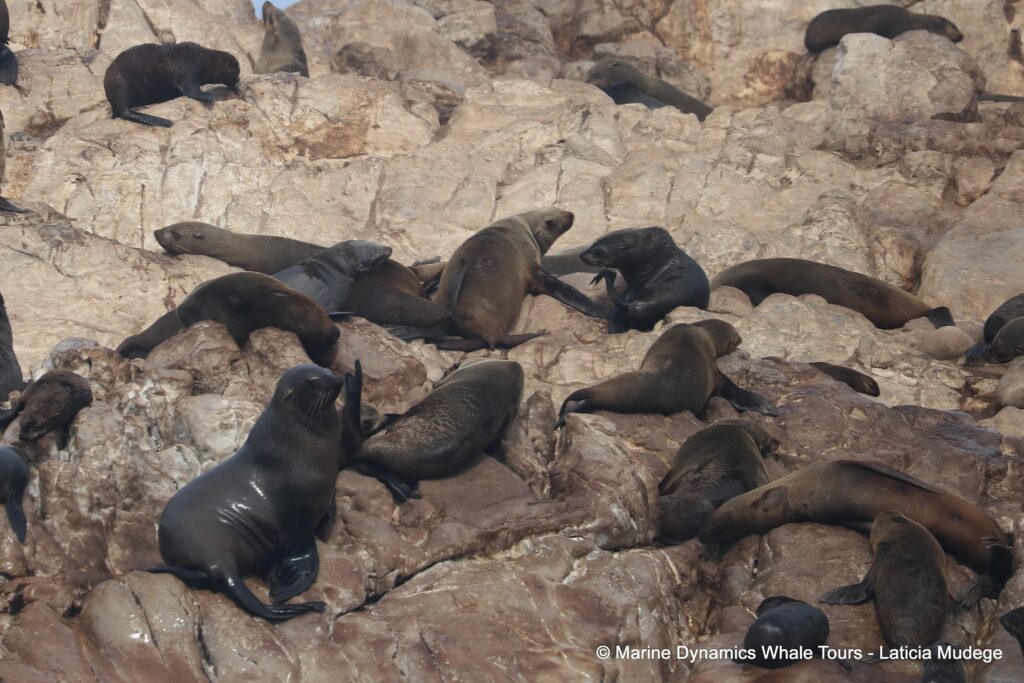 cape fur seal, whale watching, gansbaai, south africa