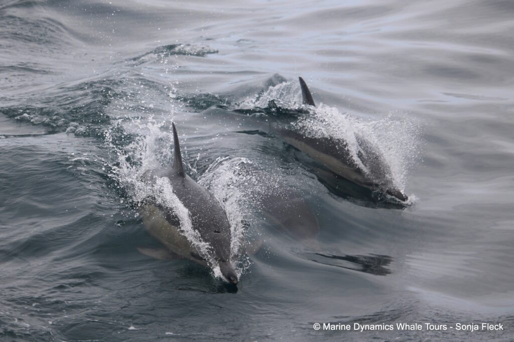 common dolphin, whale watching, gansbaai, south africa